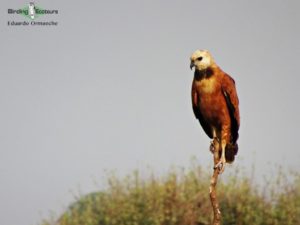 Bolivia trip report