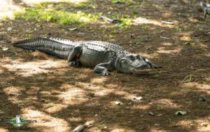 Florida birding tours