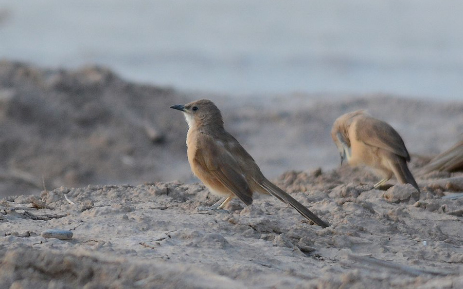 Morocco birding tours