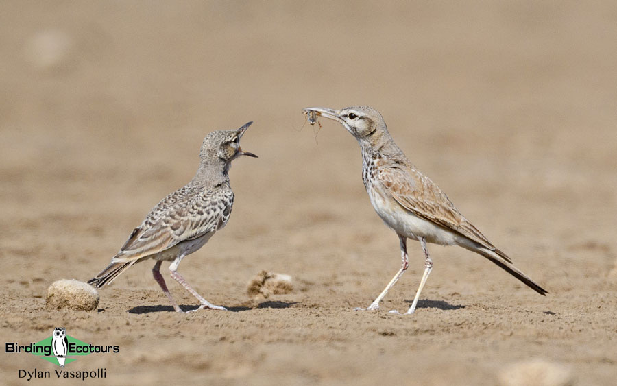 Morocco birding tours