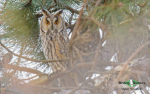 Spain birding tours