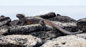 Galapagos birding tours