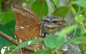 Western Ghats and Nilgiri birding tours