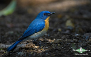 Northwest India birding tours