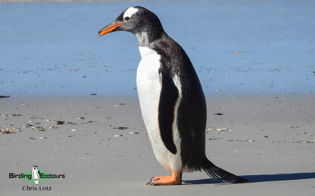 Antarctica trip report