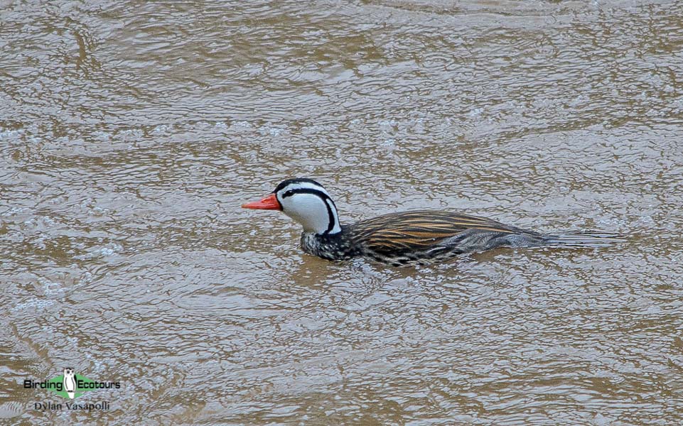 Northwest Argentina birding tours
