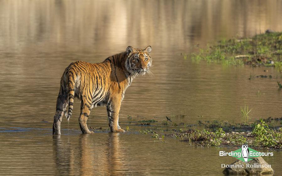 Northern India trip report
