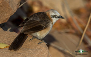 Angola birding tours