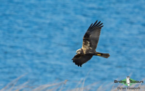 Sweden birding tours