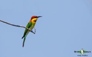 Andaman islands birding tours