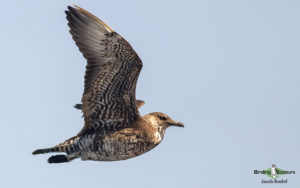 Japan pelagic extension