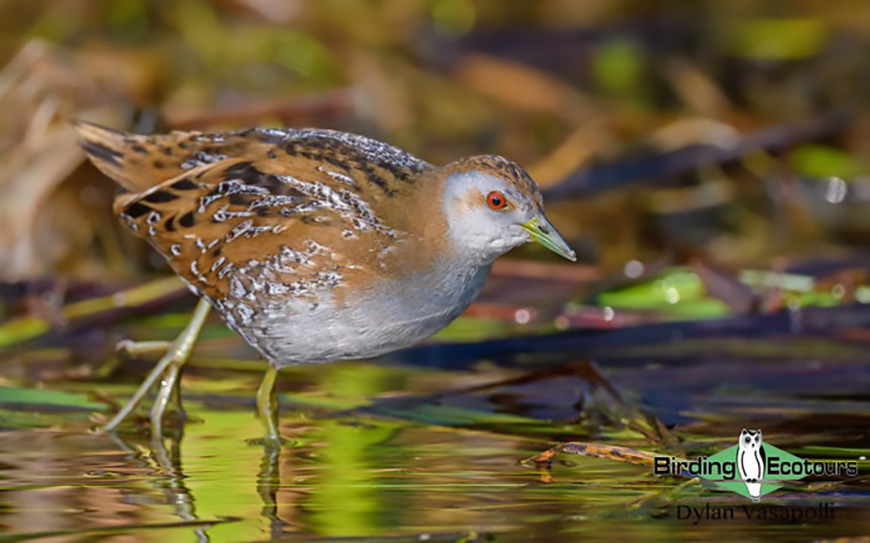 Andaman islands birding tours