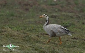 Northeast India birding
