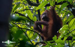 Borneo Sabah birding tours