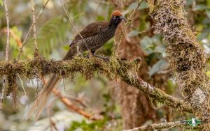 Papua New Guinea Birding Tours