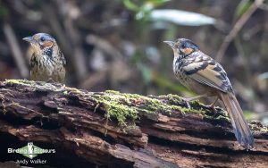 Vietnam birding tours