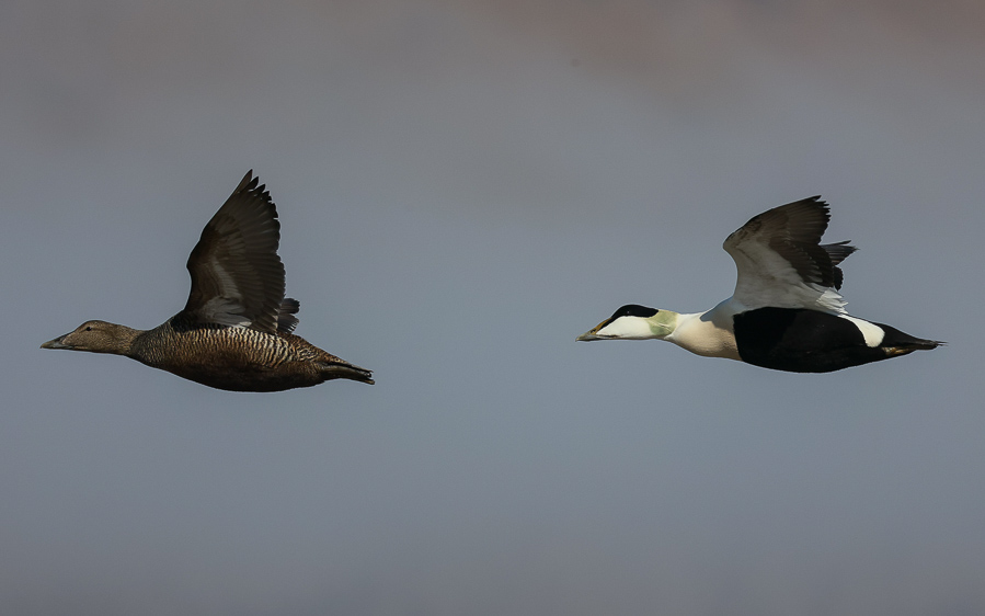 Norfolk broads birding tour