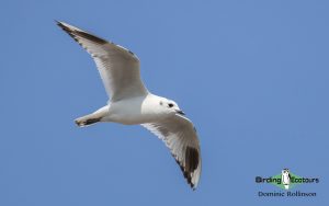 Japan Winter Birds