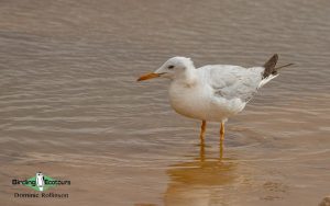 Greece spring birding tour