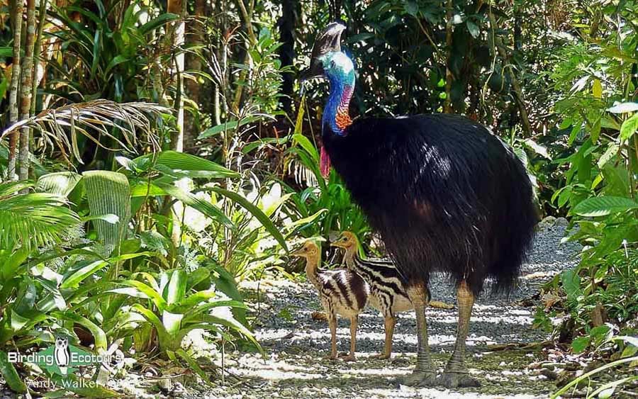 Outback birding tours