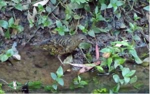 Sri Lanka birding tours