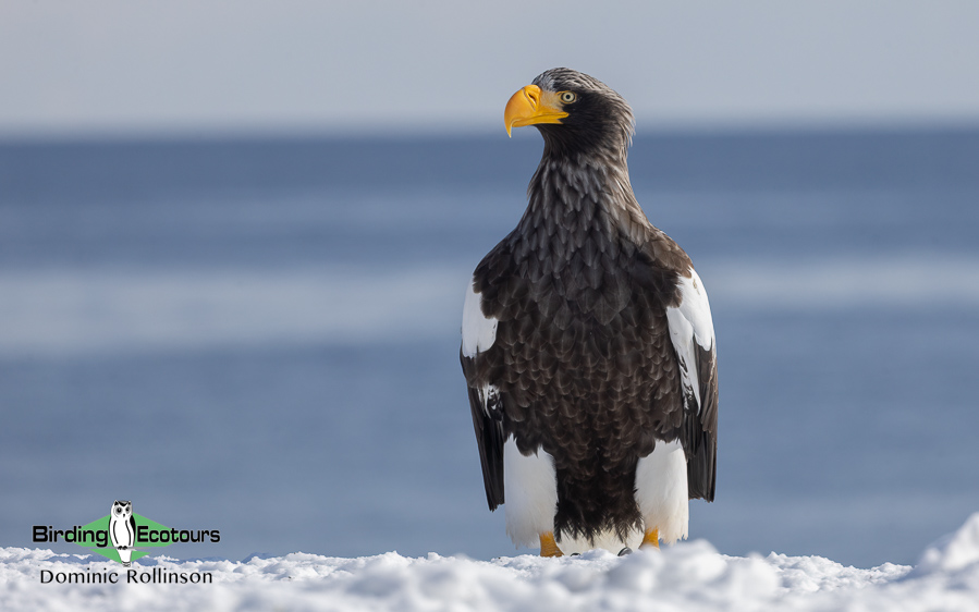 Japan birding tour