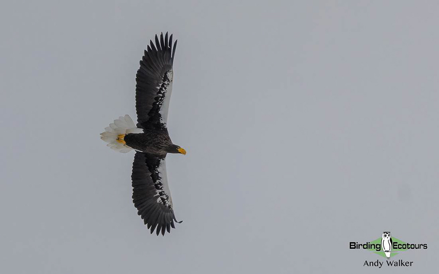 Japan Winter Birds