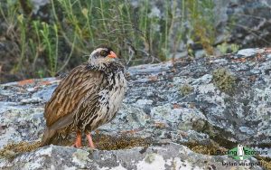 Angola birding tours