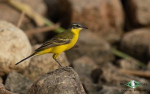 Georgia birding tours