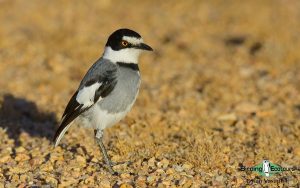 Angola birding tours