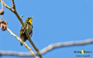 Gabon birding tours
