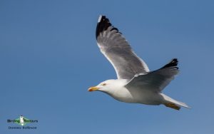 Portugal birding tours