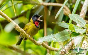 Indonesia birding tours