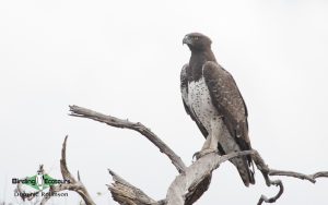 Gambia birding tours