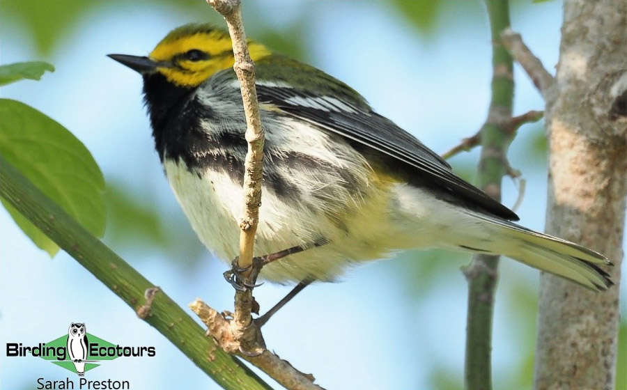 Ohio birding day report 2023