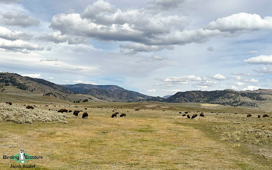 USA Wyoming birding report