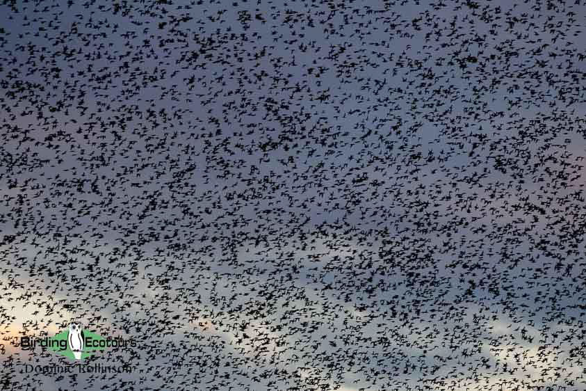 Japan Birding Tours