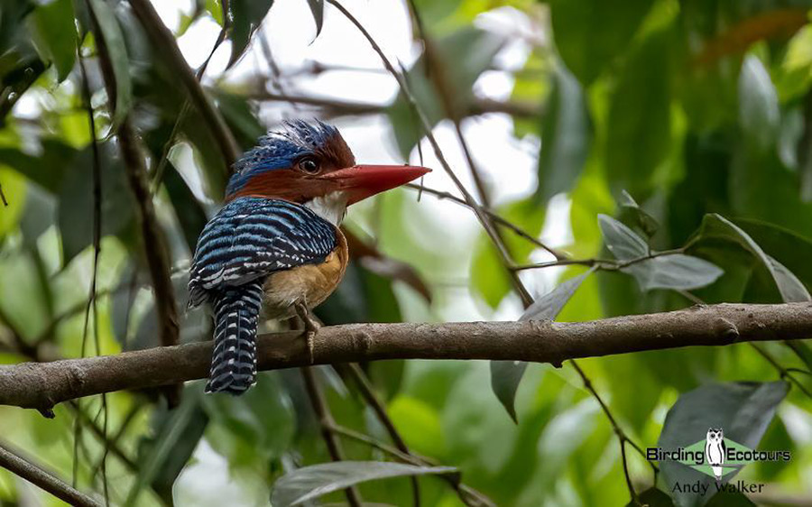 Vietnam birding tours