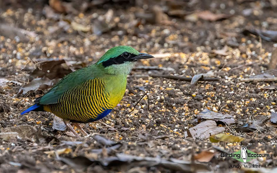 Vietnam birding tours