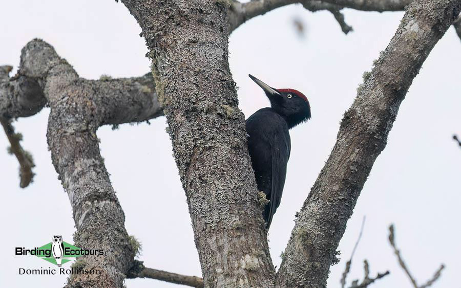 Japan Birding Tours