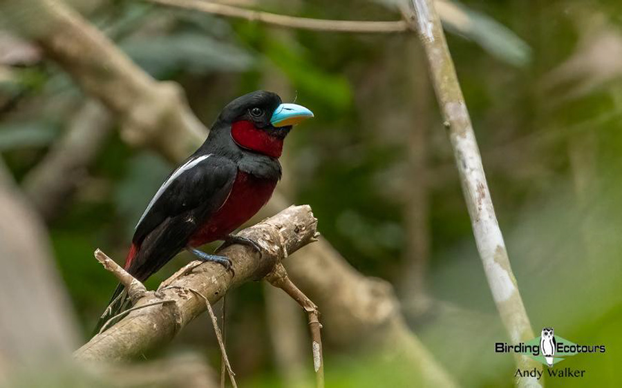 Vietnam birding tours