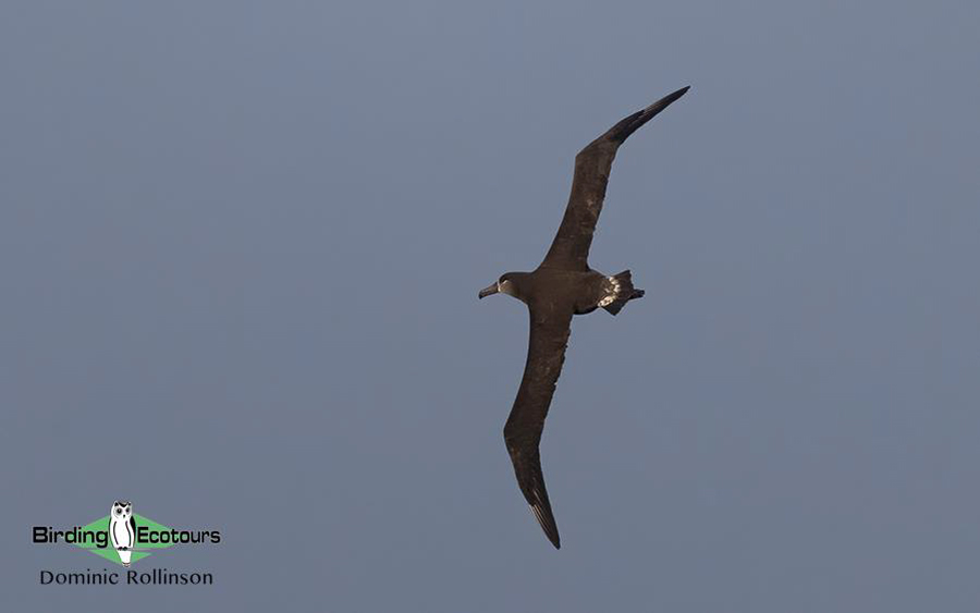 Japan Birding Tours