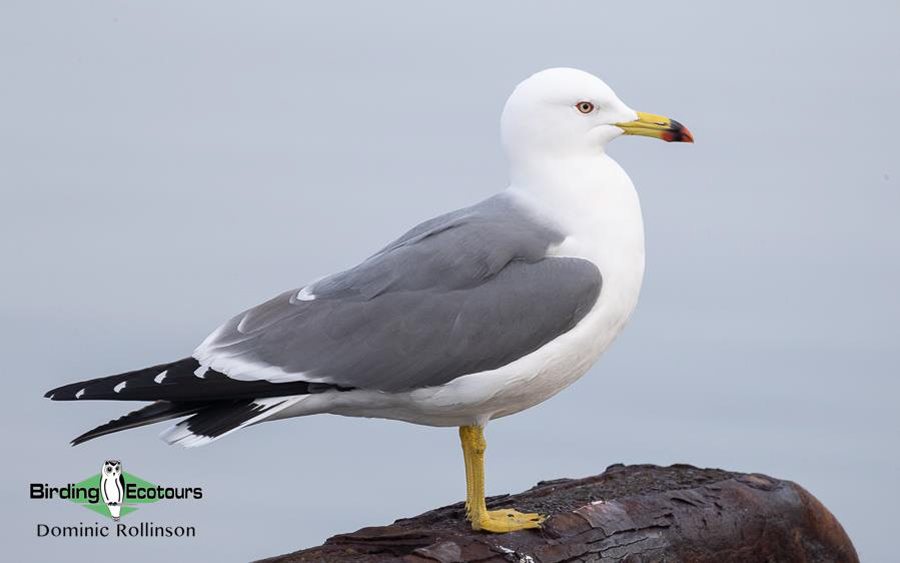 Japan Birding Tours