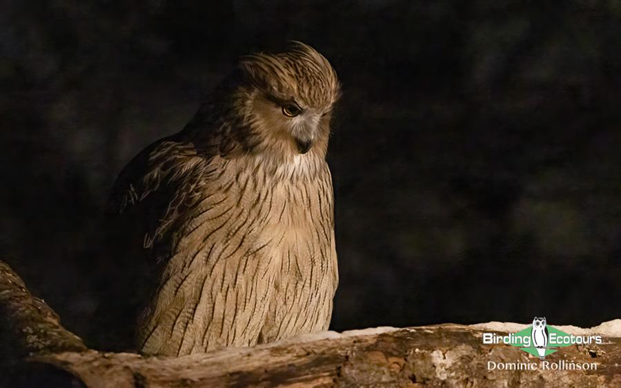 Japan Birding Tours