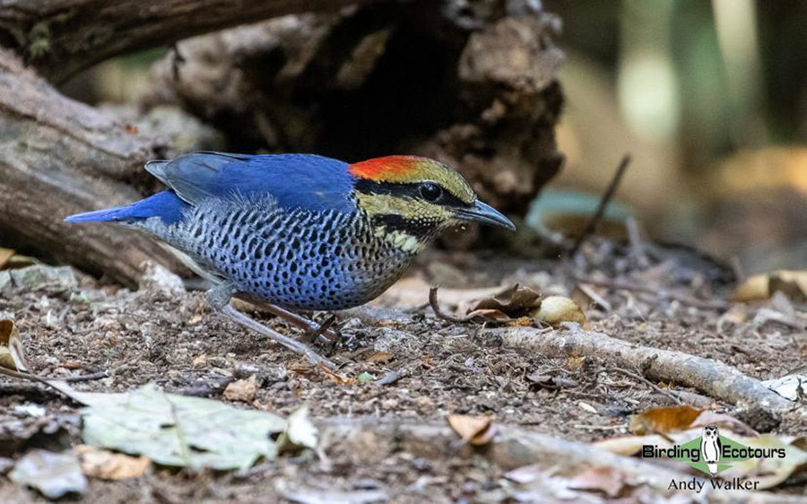 Vietnam birding tours