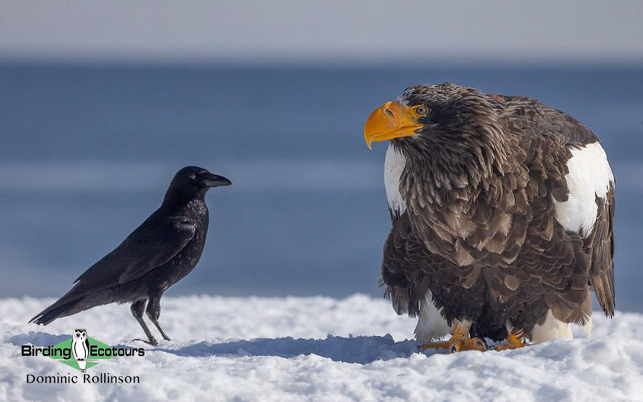 Japan Birding Tours