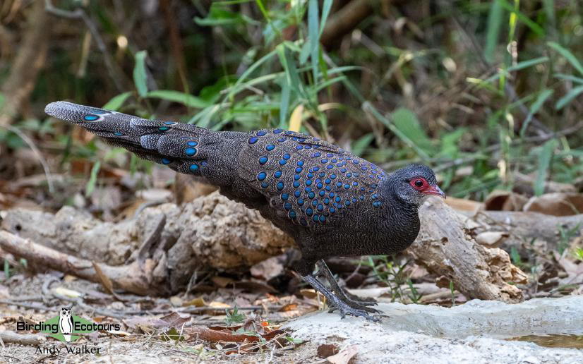 Vietnam birding tours