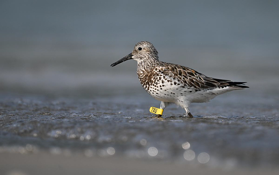 Vietnam birding tours