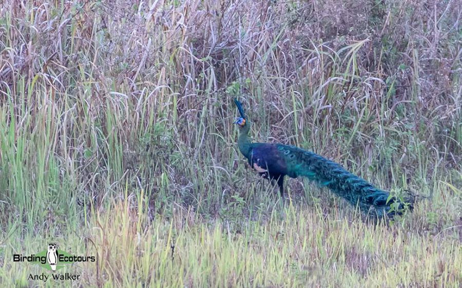 Vietnam birding tours