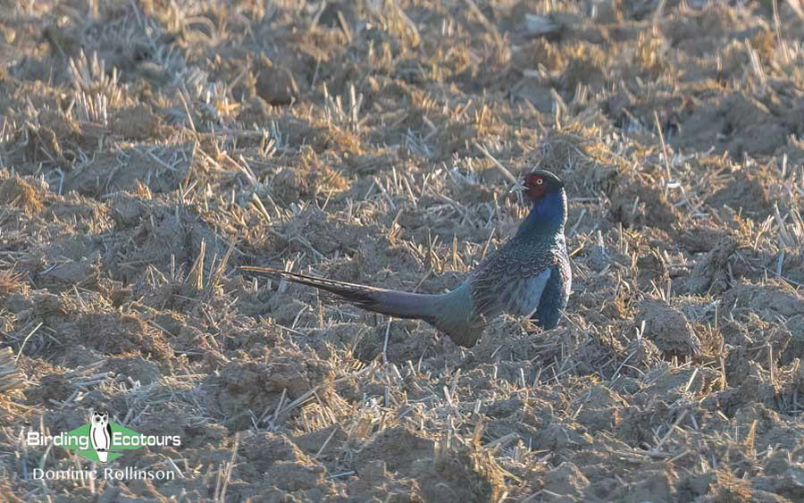 Japan Birding Tours